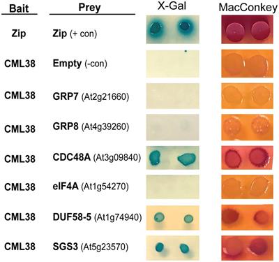 Arabidopsis CALMODULIN-LIKE 38 Regulates Hypoxia-Induced Autophagy of SUPPRESSOR OF GENE SILENCING 3 Bodies